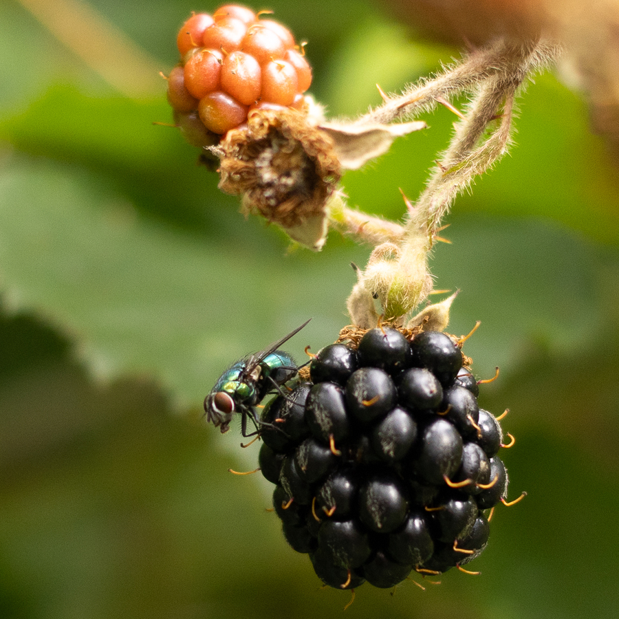 Fly on Fruit - Dan Johnson